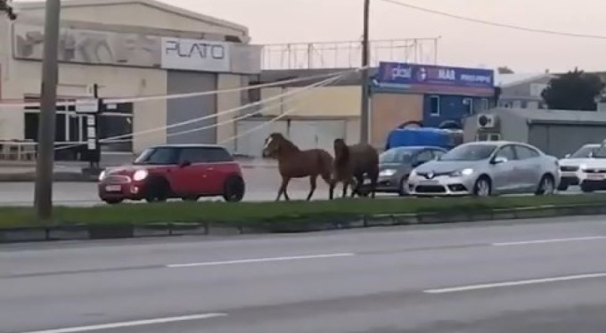 Bursa'da başı boş atlar tehlike saçıyor!