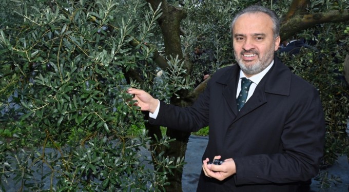 Orhangazi'de de zeytin hasadı başladı