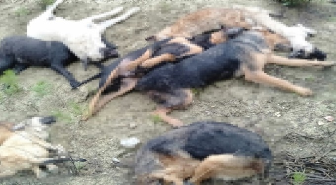 Öldürülen sokak köpekleri ile ilgili 4 kişi gözaltına alındı!