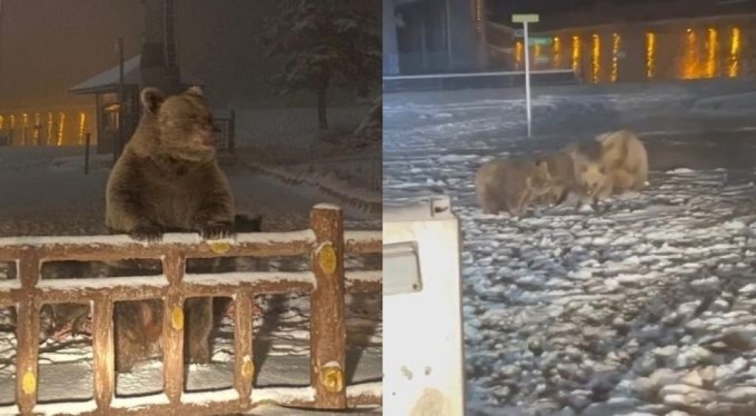 Bursa'da kış uykusuna yatamayan ayılar, günübirlikçilere saldırdı!