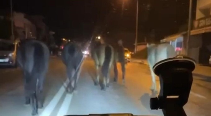 Bursa'da başıboş atlar trafiği zora soktu!