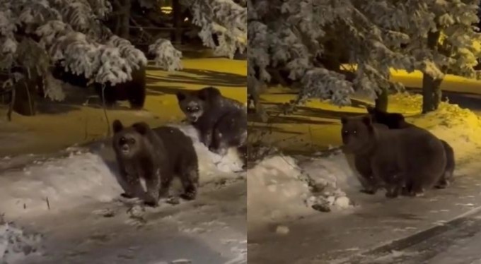 Bursa'da korku dolu anlar! Sinirlenen ayı saldırdı