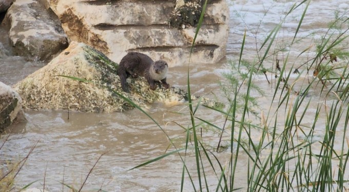 Nesli yok olma tehdidi altında! Su samurları Bursa'da görüntülendi