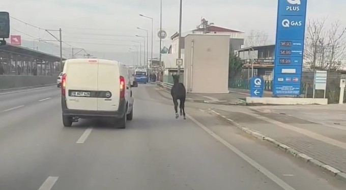 Bursa caddelerinde başıboş tay adeta araçlarla yarıştı