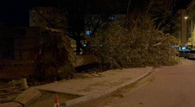 Lodos Bursa'da yine etkili oldu. 200 yıllık çınar ağacını kökünden söktü