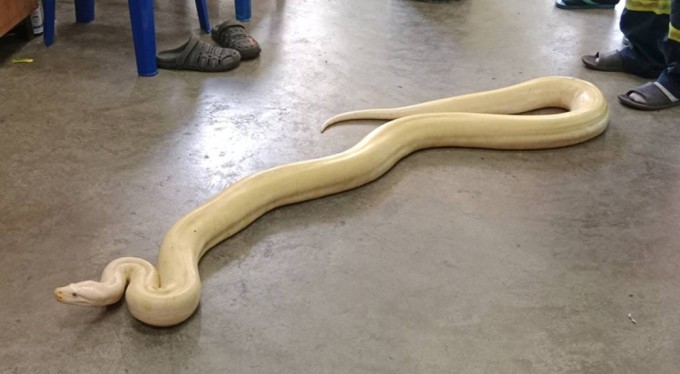 Bangkok'ta yaklaşık 4 metrelik dev piton bulundu