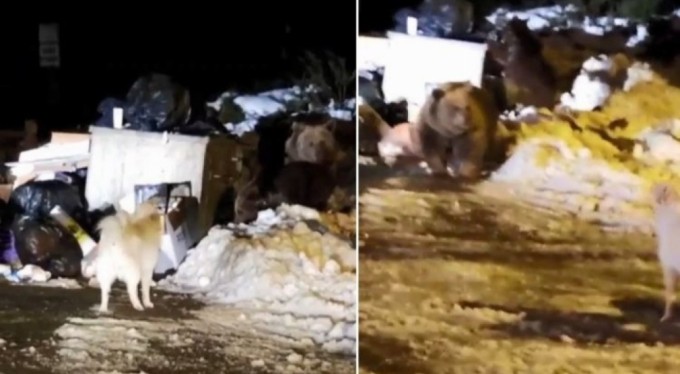 Bursa'da 'baba ayı', kendilerini rahatsız eden köpeğe saldırdı!