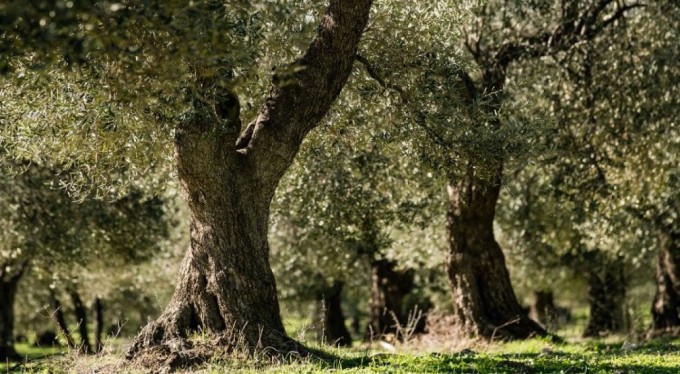 Bursa'da zeytinlikte korkunç cinayet! Kurşun yağdırdı...