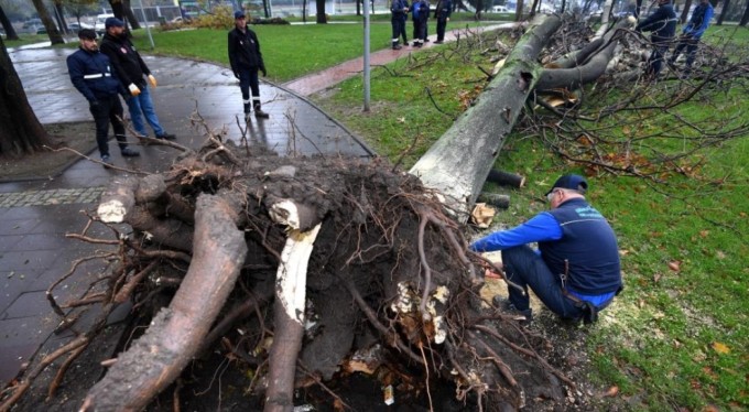 Osmangazi'de şiddetli lodosta yıkılan ağaçların yerine yenileri dikiliyor