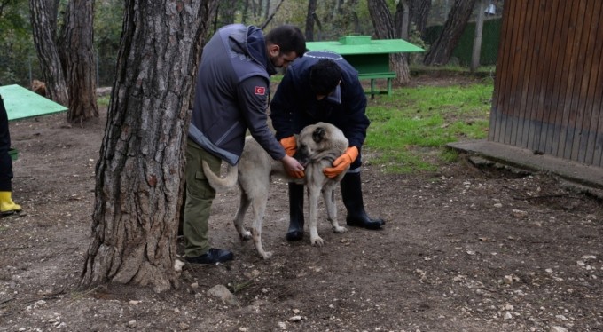 Artan vakalar sonrası Bursa'da başıboş köpekler mercek altında!