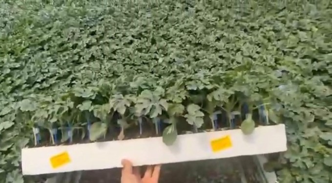 Bursa'da 2 milyon 250 bin liralık karpuz fidesi dolandırıcılığı! Hesap oyunu pes dedirtti