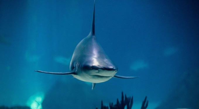 Avustralya'da köpekbalığı saldırısı: 1 ölü