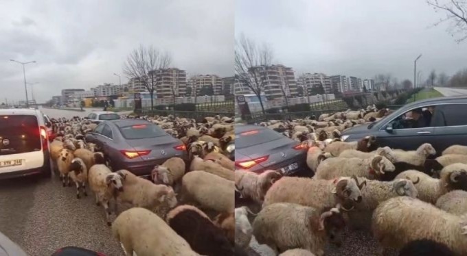 Bursa'da koyun sürüsü çevre yoluna çıktı, trafikte uzun kuyruklar oluştu!