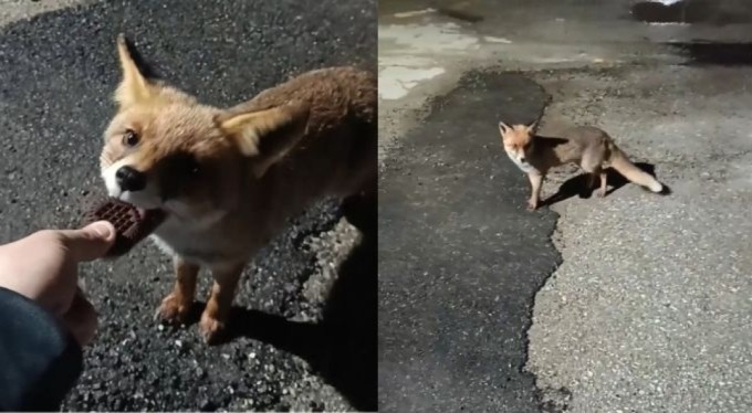 Bursa'da aç kalan tilkiyi elleriyle besledi!