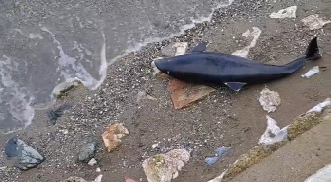 Bursa'da ölü yavru yunus balığı karaya vurdu