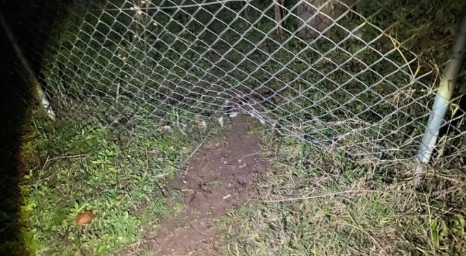 Bursa'da kaybolan 10 küçükbaş hayvanı jandarma buldu