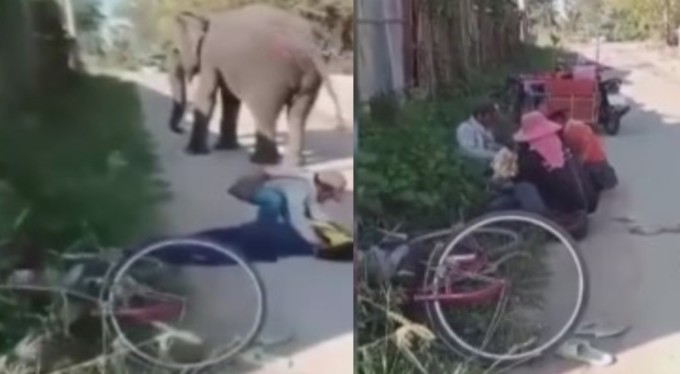 Tayland'da dilendirilen fil sahibini ezerek öldürdü