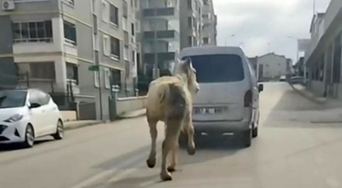 Bursa'da vicdansızlık! Atı aracın arkasına bağlayıp koşturdu