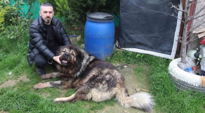 Köpeği çalmaya çalıştı başaramatınca pompalı tüfekle vurdu!