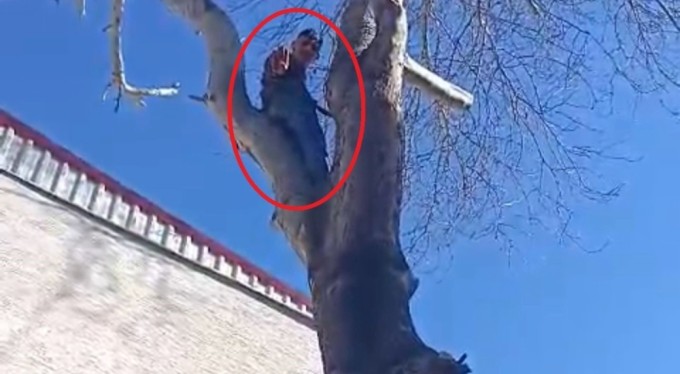 Bursa'da hırsız ağaca çıkıp polise el salladı yine de kaçamadı