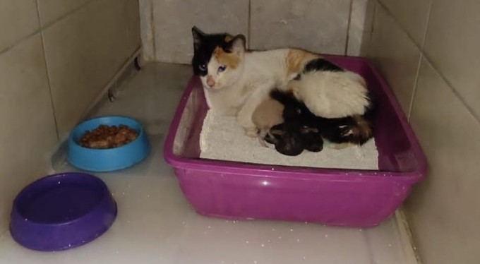 Bursa'da bir kedi, doğum yapmak için devlet hastanesine geldi