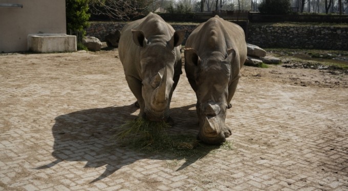 Nesli tehlike altında olan beyaz gergedanlar Bursa'da