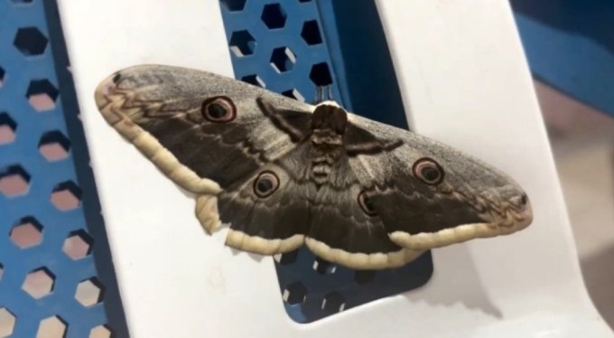 Vincent Van Gogh'un eserinde yer alan 'tavus kelebeği' görüldü