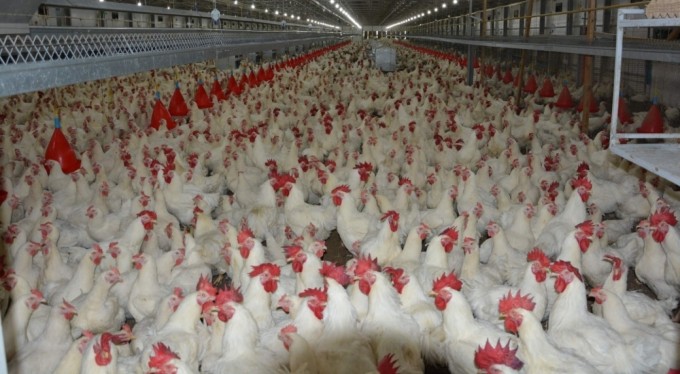 Uzmanı konuştu: "Tavuk fiyatlarına yüzde 200 zam haberleri asılsız"
