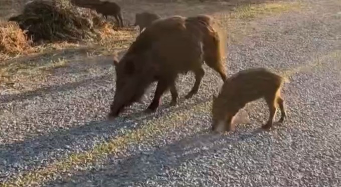 Bursa'da Aç kalan domuzları kurabiye ile besledi