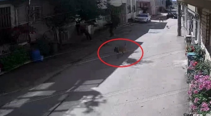 Bursa'da sokak köpekleri 3 çocuğa saldırdı