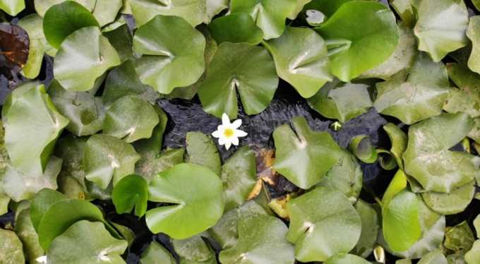 Bu çiçeği koparmanın cezası 387 bin 141 TL