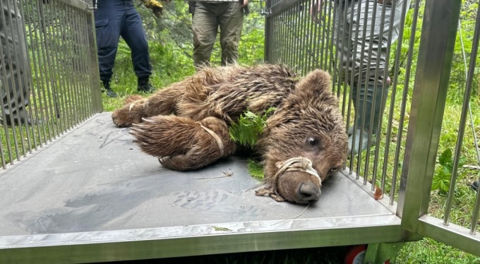 Uludağ'da operasyonla kurtarılan ayının kalça kemiği kırılmış