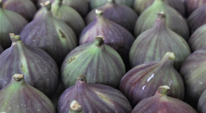 Bursa'nın 'Kraliçe inciri' Japonya'ya gidiyor