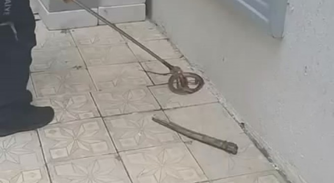 Bursa'da site bahçesinde yılan paniği