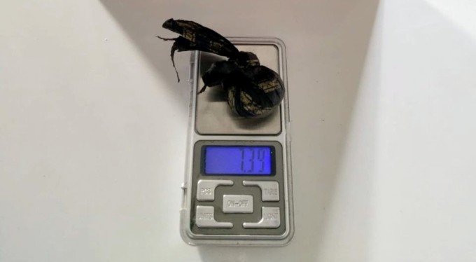 Mudanya polisi uyuşturucu tacirlerine göz açtırmıyor