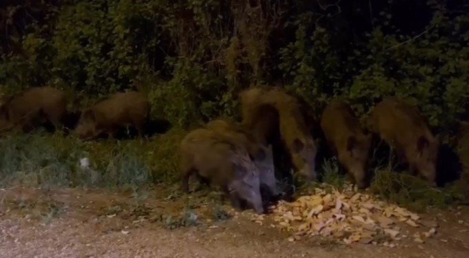 Bursa'da aç kalan domuz sürüsü şehir merkezine indi