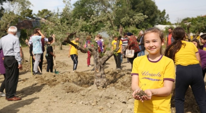 Zeytin ağaçları yeni yerine taşındı