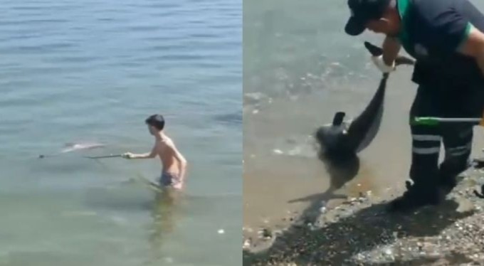 Bursa'da denize giren çocuklar ölü yunus balığı buldu