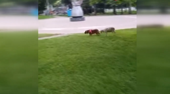 Kuzu ile köpeğin kovalamacası yüzleri gülümsetti