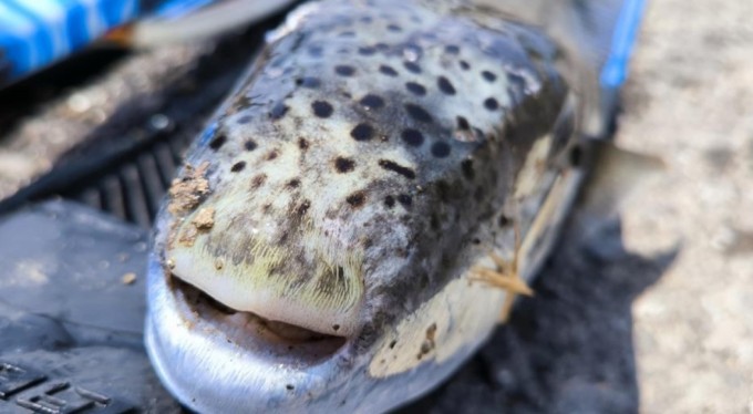 Amatör balıkçı, zıpkınla yaklaşık 6 kiloluk balon balığı avladı