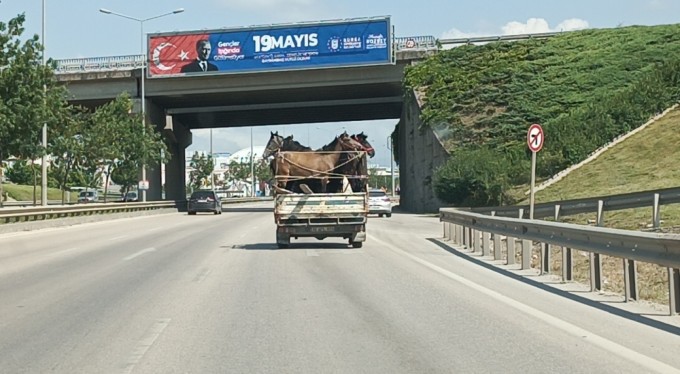 Bursa'da kamyonetin kasasına yüklediği 5 adet atla şehir turu attı