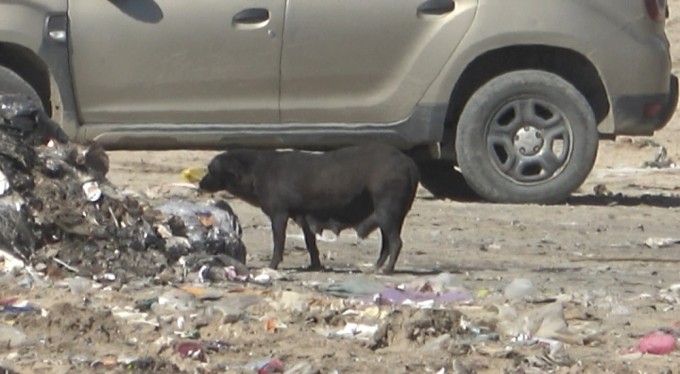 Yangında duygulandıran detay: Anne köpek dumanların içinde yavrularını aradı