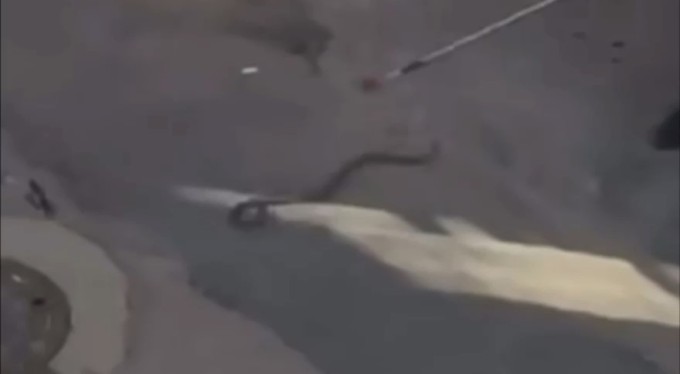 Bursa'da yılan paniği kamerada