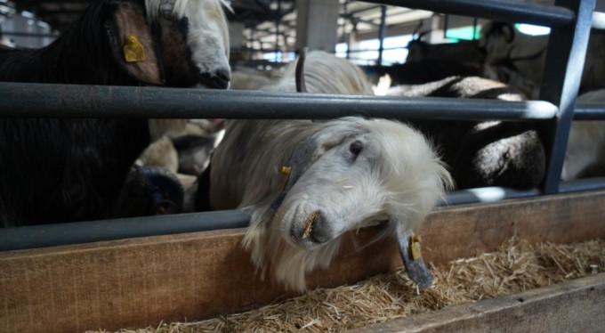 Bursa'da kurbanlık satışları istenen düzeyde olmayınca, satıcılar indirim yaptı