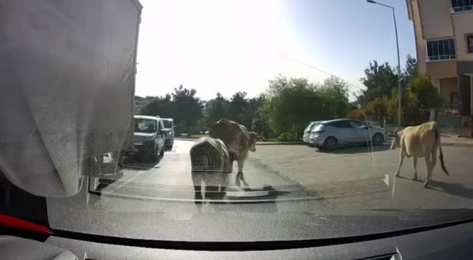 Danalar firarda! Bursa'da kaçan dört dana şehri birbirine kattı
