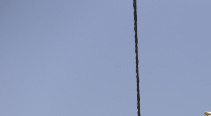 Yaren leyleğin yavrusu tedavisinin ardından ailesine kavuştu