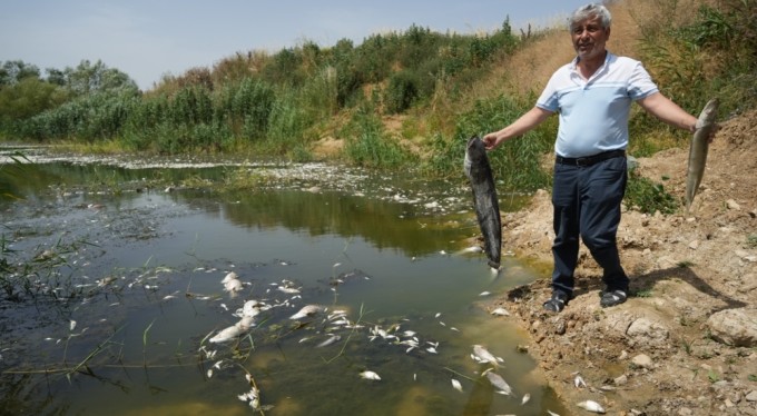 Zehir akan Nilüfer Çayı'nda balık katliamı