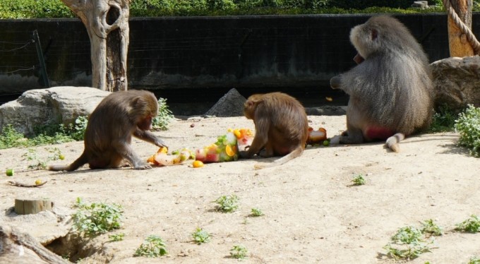 Bursa'da sıcaktan bunalan hayvanlara buzlu meyve keyfi
