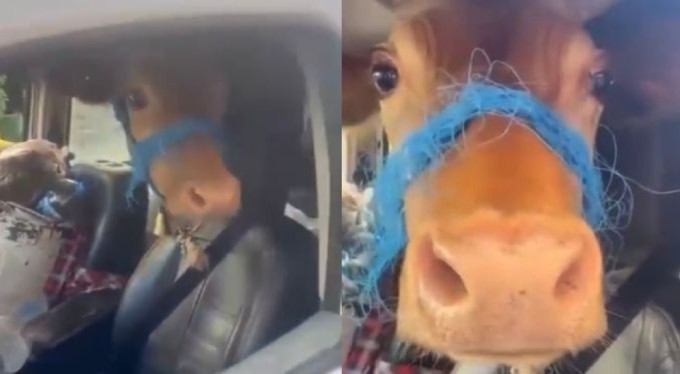 Bursa'da bir vatandaş kurbanlık danayı arka koltukta getirdi