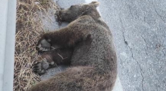 Bursa'da yol kenarındaki görüntü sürücüleri korkuttu!